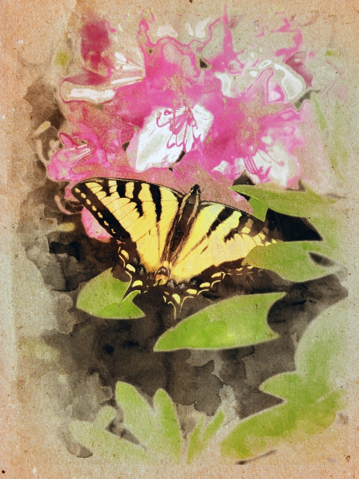 the Butterfly - Watercolor by Karissa Cole 2012 all rights reserved