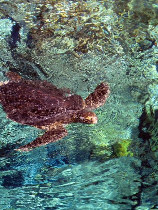 Sea turtle 1