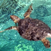 Sea turtle 2