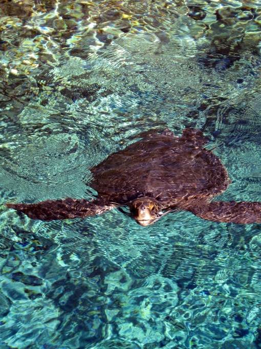 Sea turtle 3