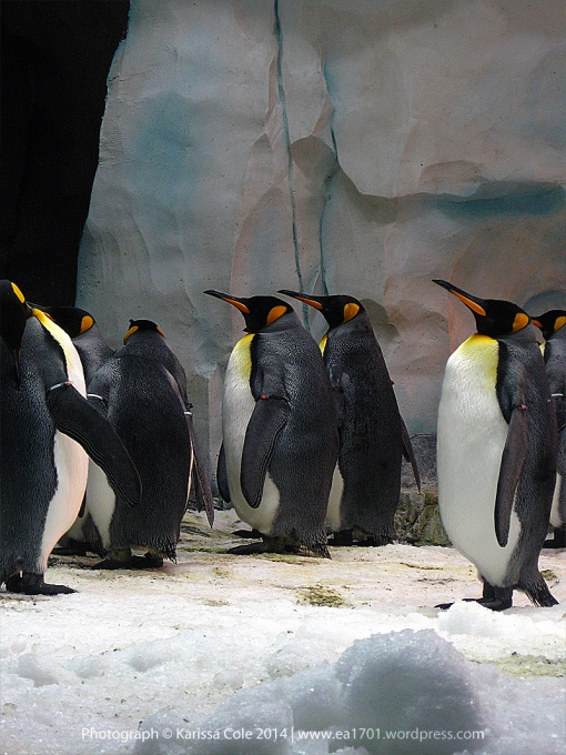 King penguins are pretty copyright Karissa Cole 2014