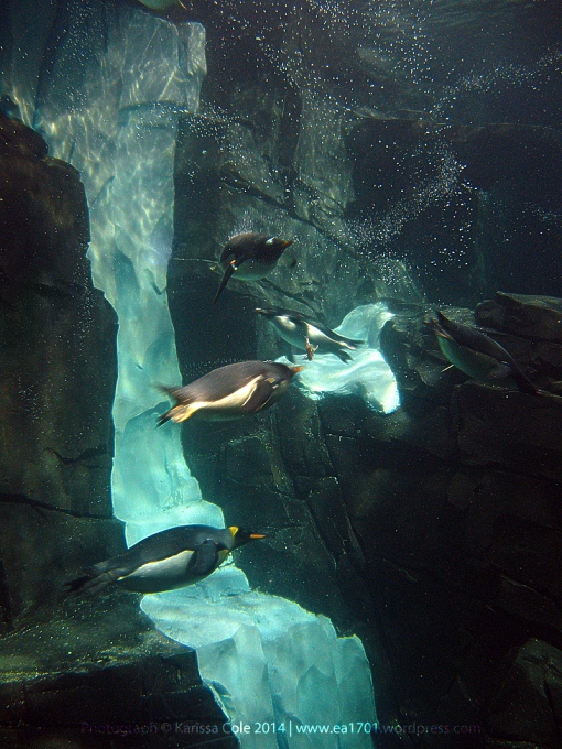 Penguins 1 by Karissa Cole 2014 all rights reserved