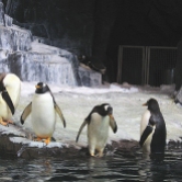 Penguins photograph 2 by Karissa Cole 2014 all rights reserved