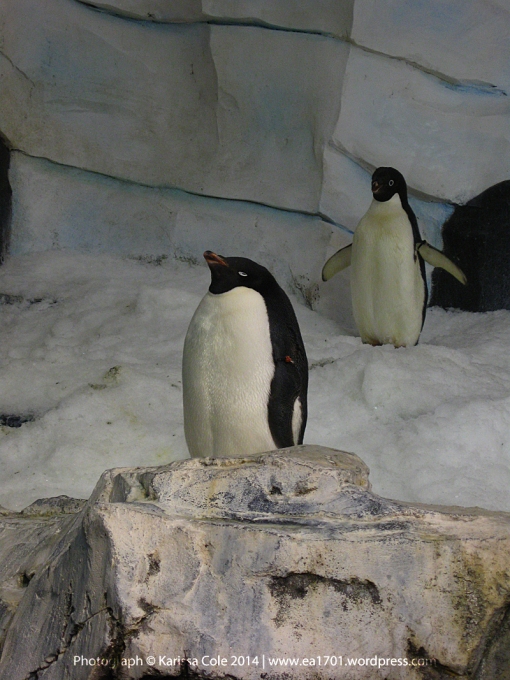 Penguins photograph 3 by Karissa Cole 2014 all rights reserved
