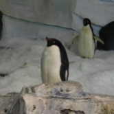 Penguins photograph 3 by Karissa Cole 2014 all rights reserved